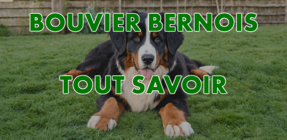 le bouvier bernois