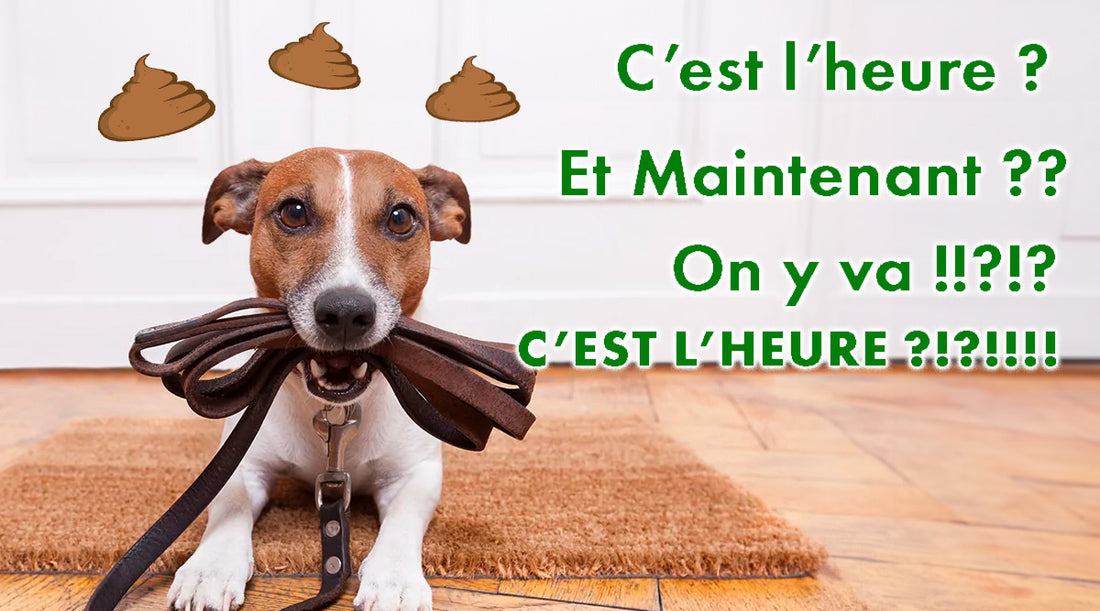 Promenade de chien et temps de digestion - Le timing idéal