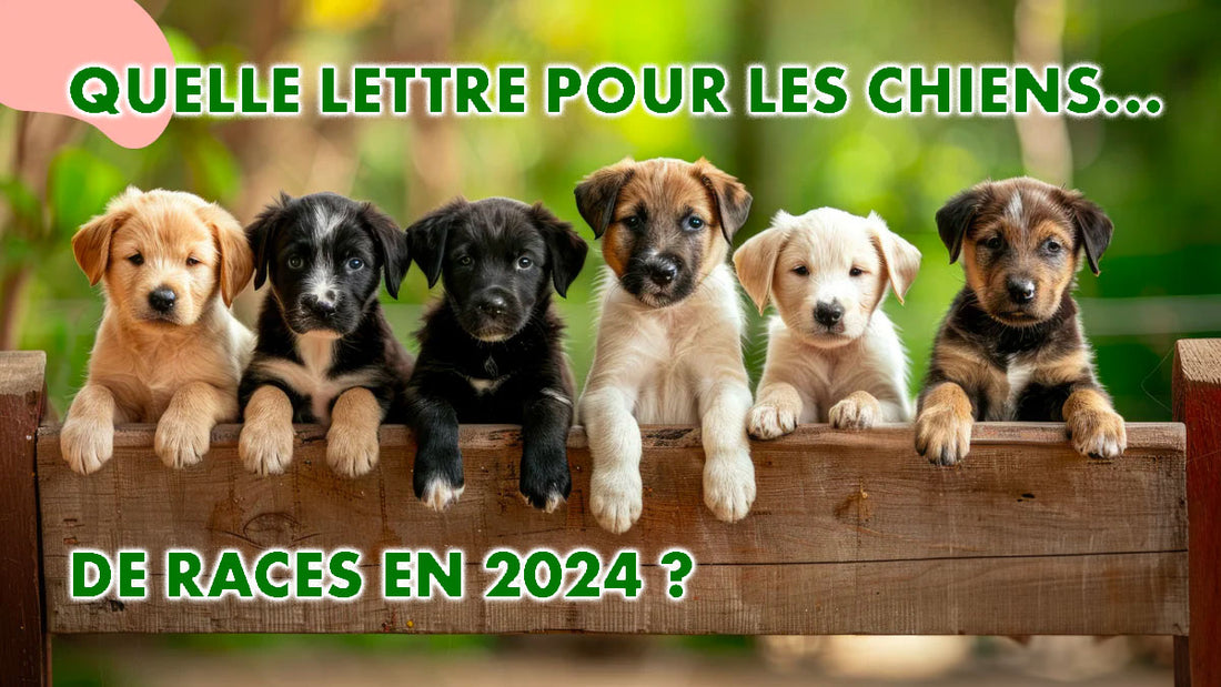 Quelle lettre pour les chiens en 2024 ?