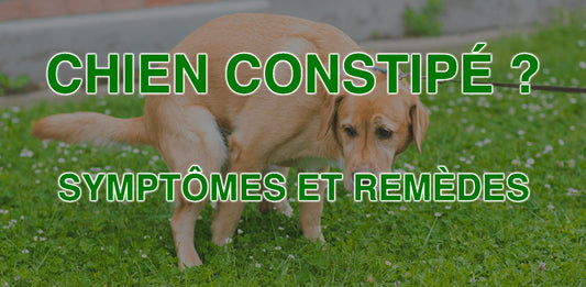 chien constipé que faire en cas de constipation