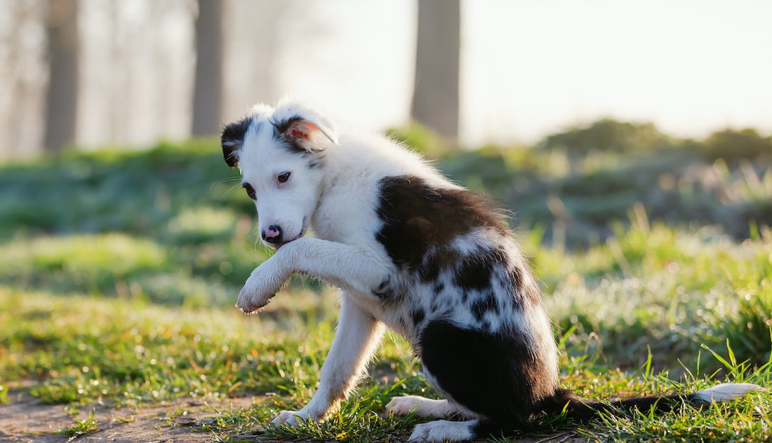 Pourquoi Mon Chien Se Lèche Les Pattes