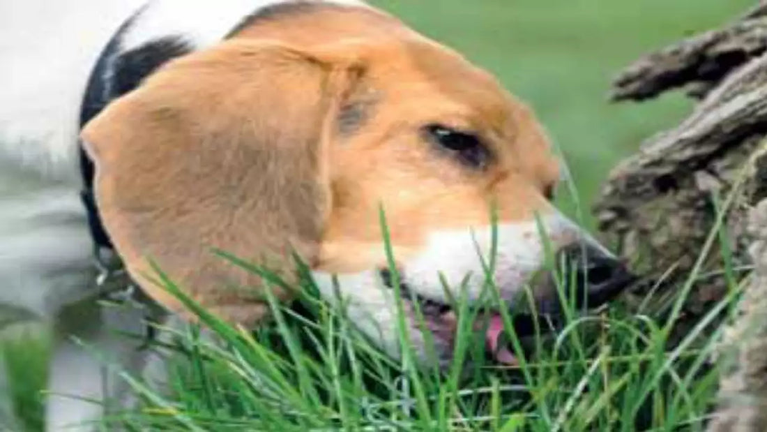 Pourquoi mon chien mange de l'herbe ?