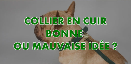 Collier En Cuir Pour Chien: Pourquoi C'est Le Meilleur Choix ?