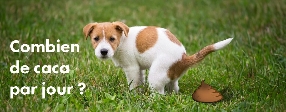 Combien de temps après manger un chien fait ses besoins