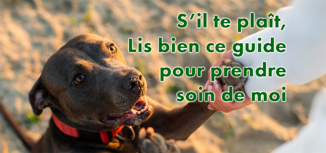 guide des chiens