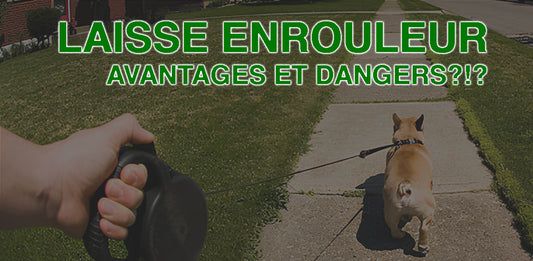 laisse à enrouleur pour chien