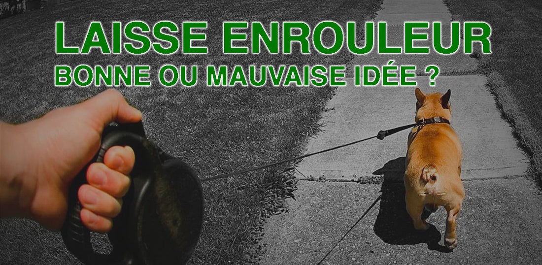 Laisse Enrouleur Pour Chien : Comment Choisir La Meilleure ?