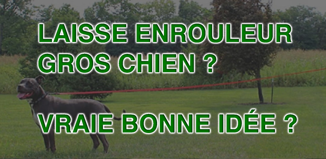 laisse gros chien enrouleur