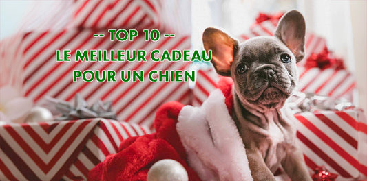 cadeau pour un chien