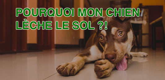 Pourquoi mon chien lèche le sol ?