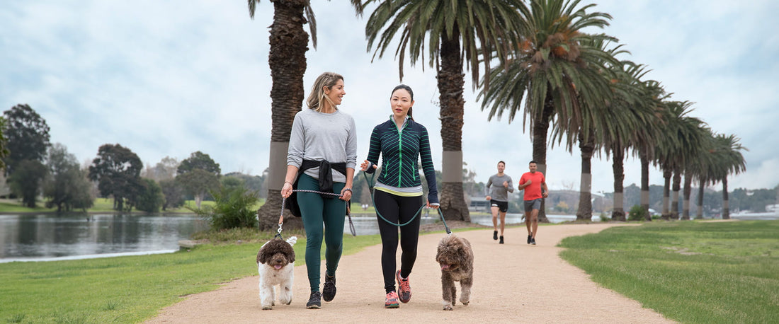 Sortir son chien 1 fois par jour ou Sortir son chien 2 fois par jour : quel rythme ?