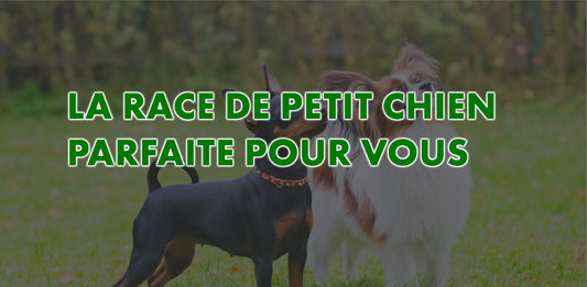 race de petit chien