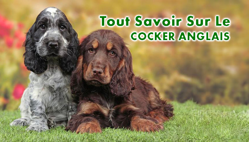 le cocker spaniel anglais