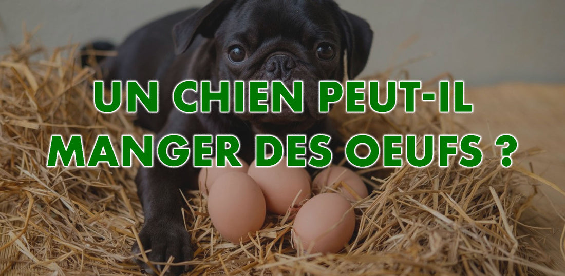 Peut-on donner des œufs aux chiens ?