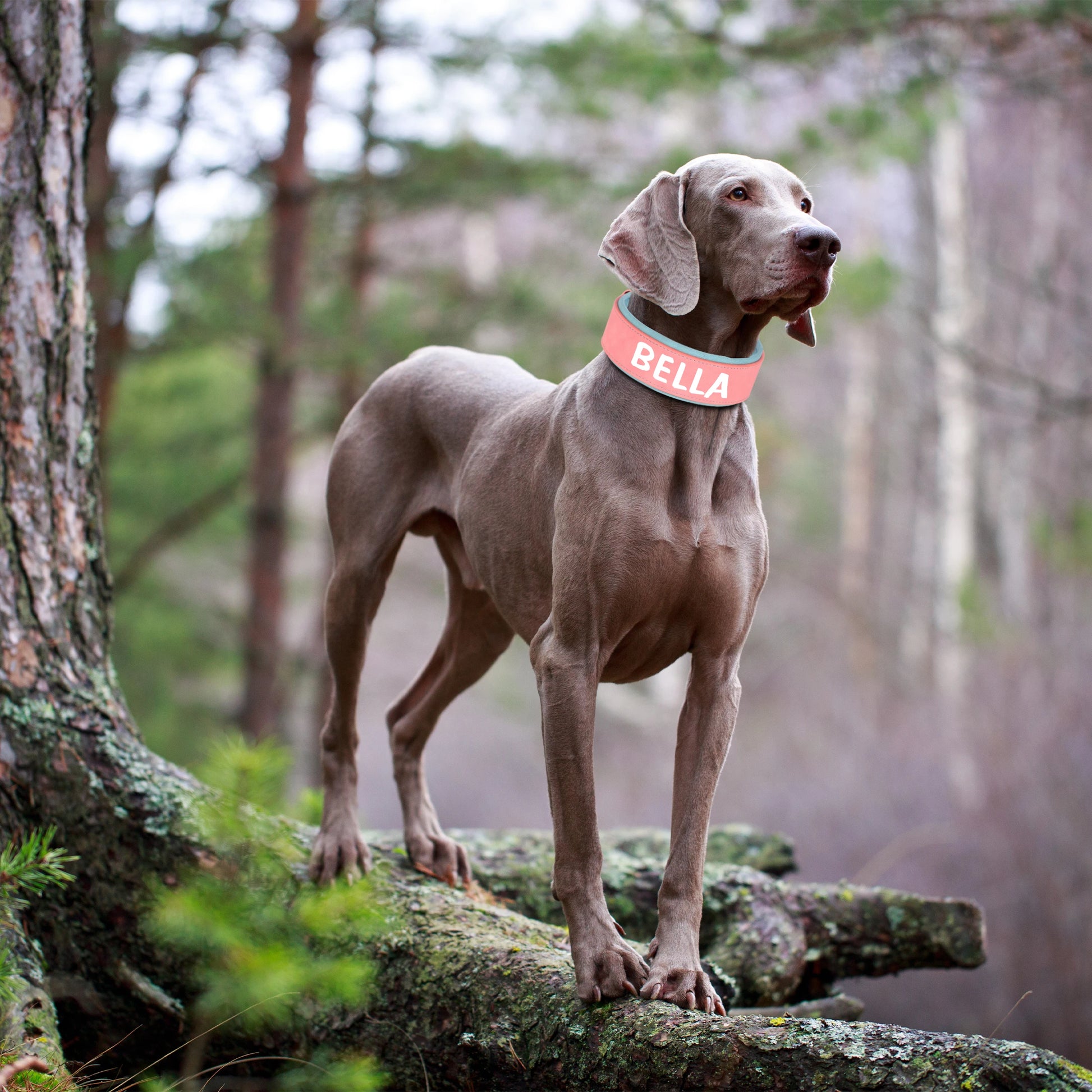 collier large pour chien personnalisé rose