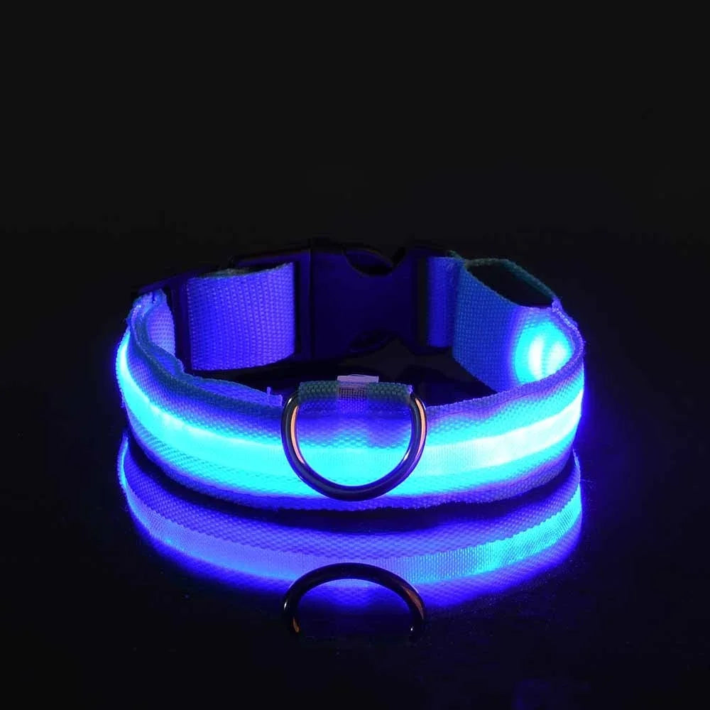 collier lumineux chien bleu