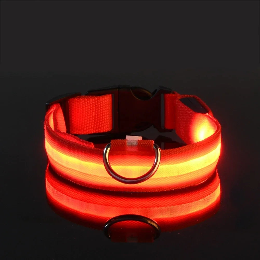 collier lumineux chien rouge