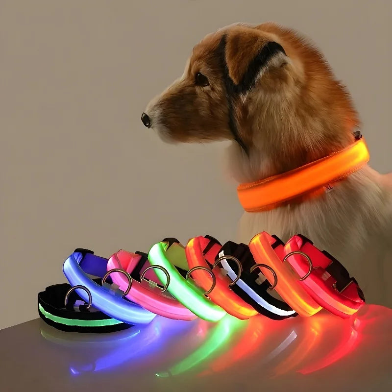 colliers lumineux pour chiens