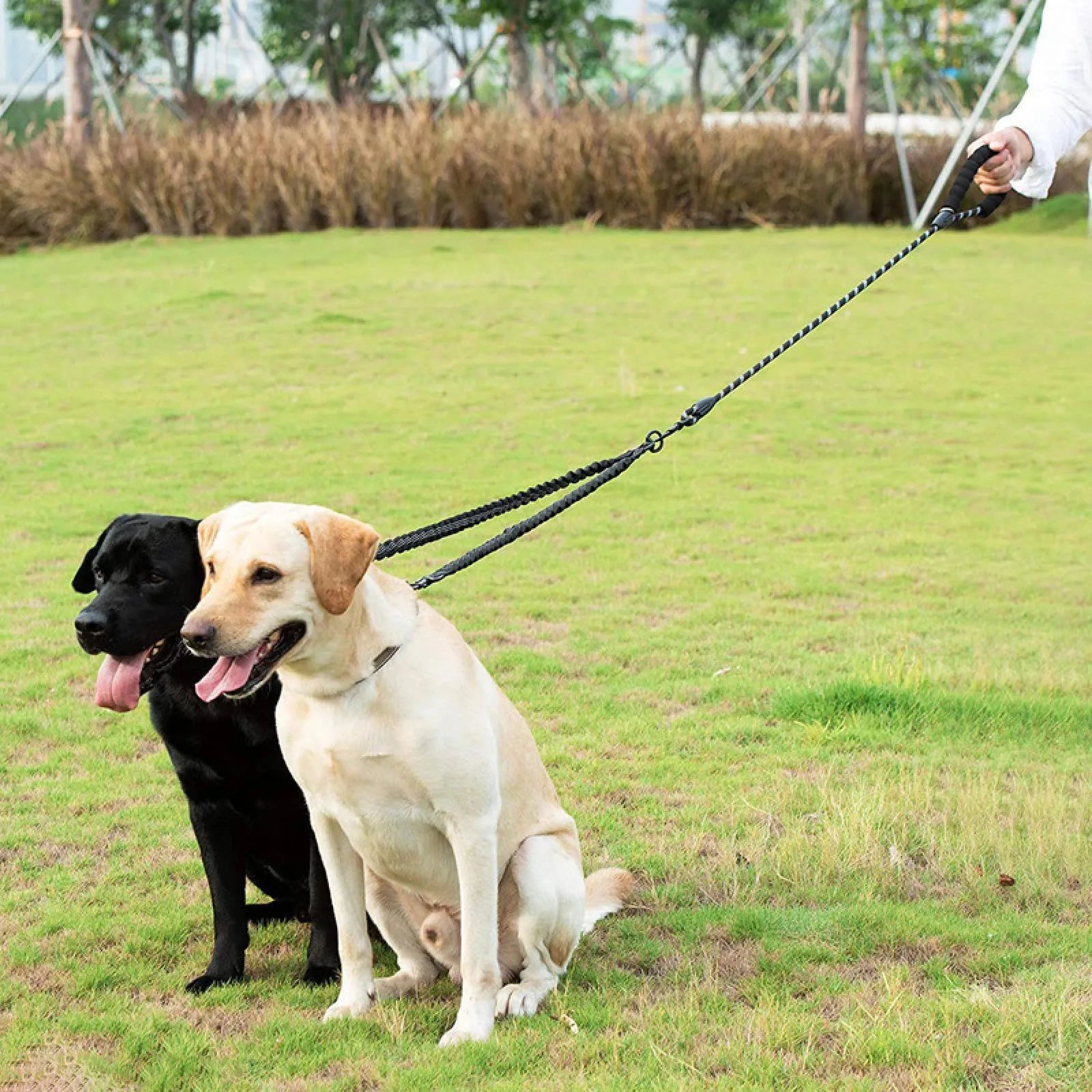 laisse double pour chien exemple