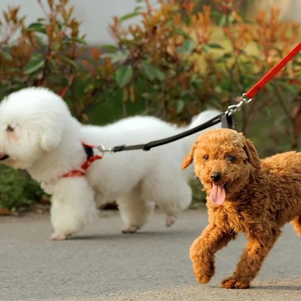 laisse double pour chien petit