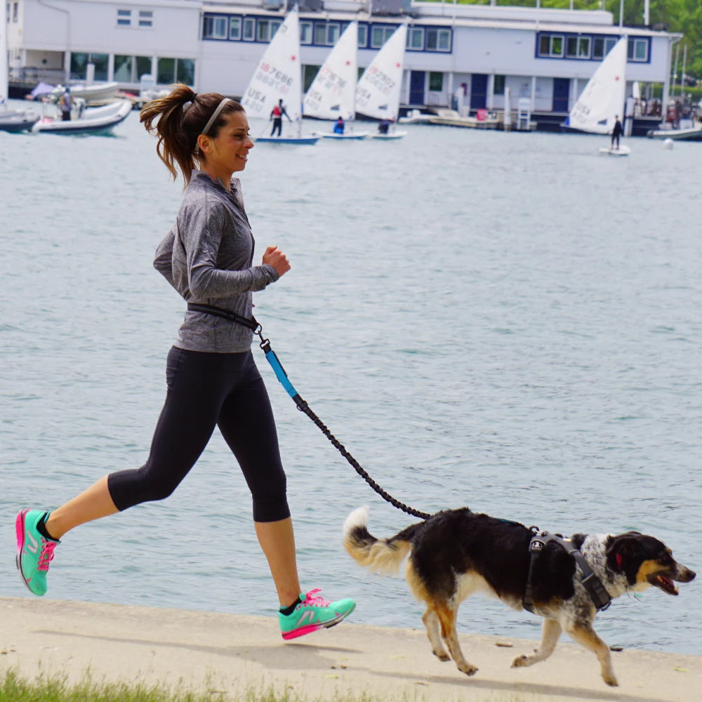 laisse mains libres pour chiens courir