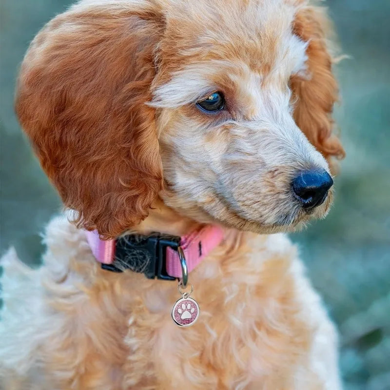 medaille chien personnalisé