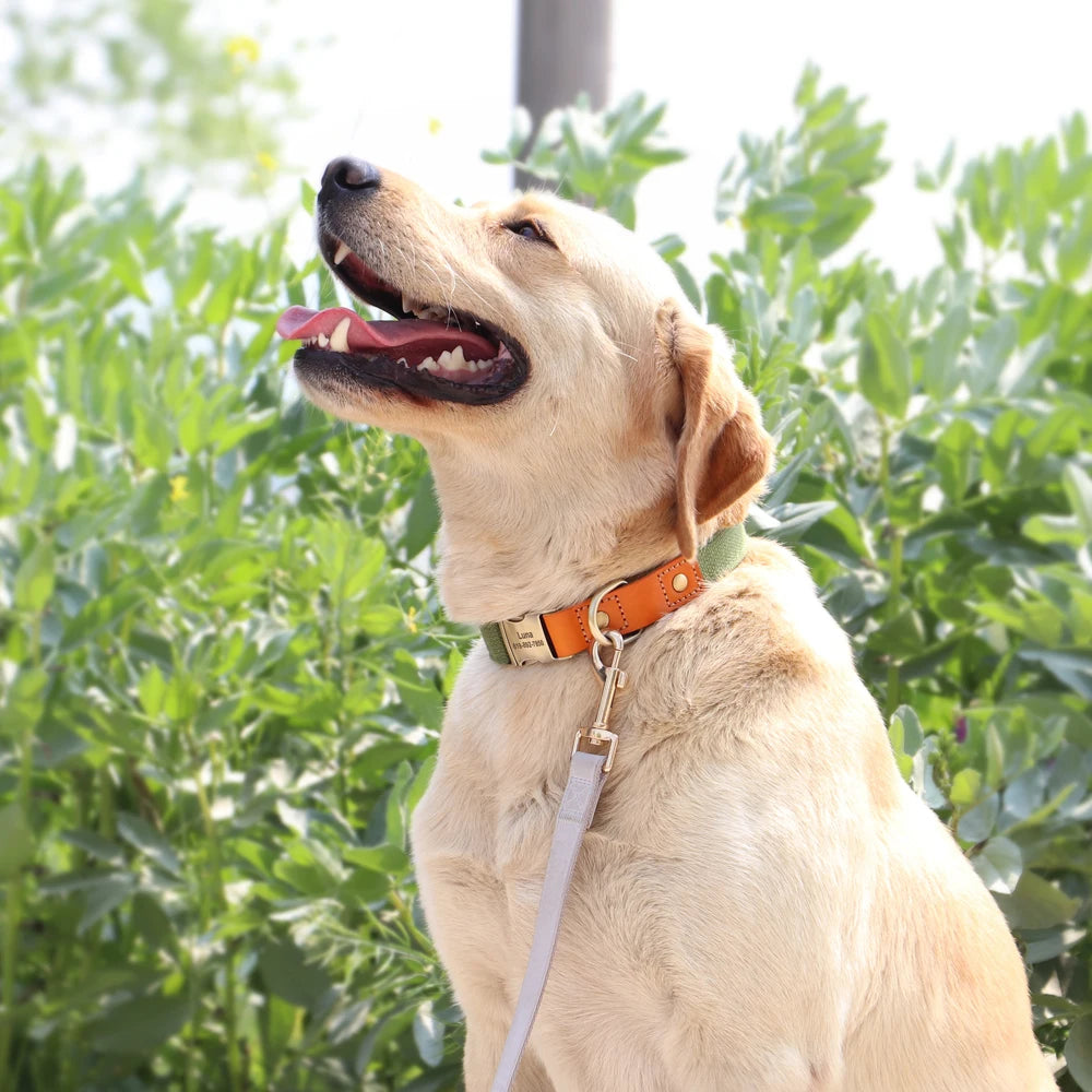 personnalisation collier chien